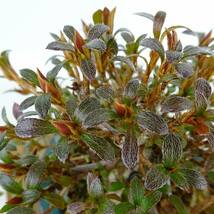 盆栽 皐月 如峰山 樹高 約11cm さつき Rhododendron indicum サツキ ツツジ科 常緑樹 観賞用 小品 現品_画像8