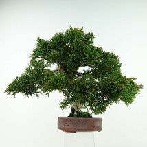 盆栽 真柏 樹高 約18cm しんぱく Juniperus chinensis シンパク “ジン シャリ” ヒノキ科 常緑樹 観賞用 小品 現品_画像4