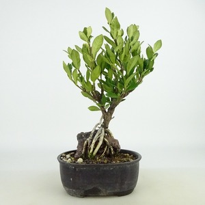 盆栽 梔子 樹高 約21～22cm くちなし Gardenia jasminoides クチナシ 石付き 根上り アカネ科 常緑樹 観賞用 数量物 セレクト