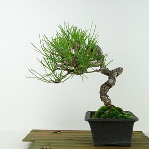 盆栽 松 黒松 樹高 約24cm くろまつ Pinus thunbergii クロマツ マツ科 常緑針葉樹 観賞用 現品