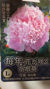 ①桃花種★芍薬の苗★写真現物