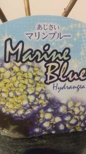 マリンブルー★あじさいの苗★写真現物