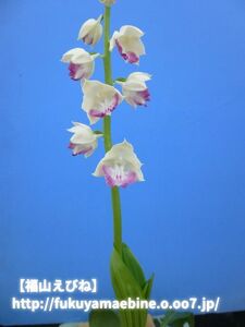 【福山えびね】玄宗×プレミアム　今春、初花開花見込み株　エビネ