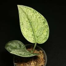 ☆レア 5. Scindapsus Exotica Hologram Variegated エキゾチカ ホログラム 斑入り インドネシア輸入株 『nakayama select』_画像1