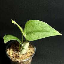 ☆レア 53. Scindapsus Exotica Hologram Variegated エキゾチカ ホログラム 斑入り インドネシア輸入株 『nakayama select』_画像5