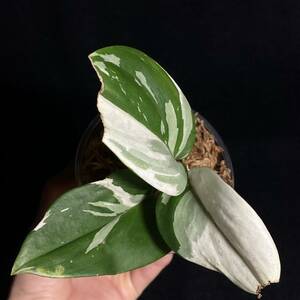 ☆希少 167. Scindapsus Treubii Moonlight Variegated スキンダプサス トレビー ムーンライト 斑入り nakayama select