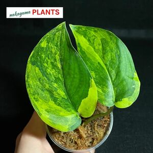 『レア』 151. Scindapsus Jade Satin variegated スキンダプサス ジェイドサテン 斑入り インドネシア輸入株 熱帯植物 希少種 ジメジメ系