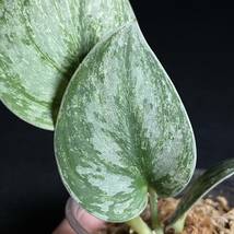 ☆レア 83. Scindapsus Exotica Hologram Variegated スキンダプサス エキゾチカ ホログラム 斑入り 熱帯植物 希少種_画像3