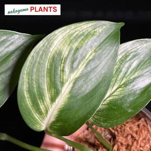 『希少』 103. Scindapsus White Monster Variegated スキンダプサス ホワイトモンスター 斑入り インドネシア輸入株 熱帯植物 希少種