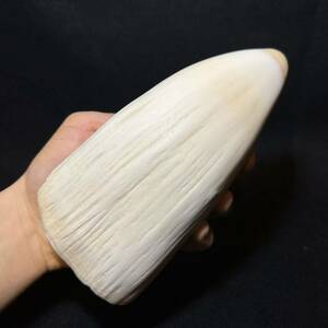 【マッコウクジラの歯 581.4g】抹香 鯨 クジラ 歯 牙 印材 鯨歯