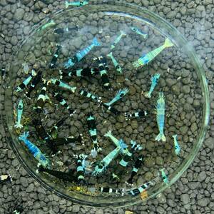  turquoise shadow shrimp 5 pcs + black shadow shrimp 15 pcs 