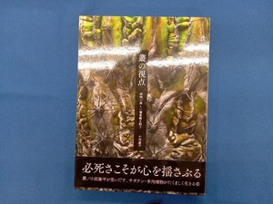 叢の視点 小田康平