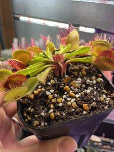 Dionaea Muscipula Cross teeth 食虫植物　ハエトリソウクロスティース