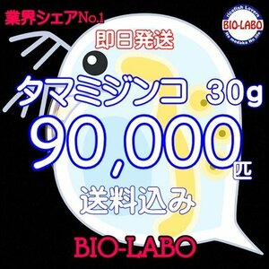 送料無料【BIO-LABO】タマミジンコ　30ｇ+サービス10ｇ【メダカ・金魚・熱帯魚の餌に！】