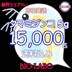 送料無料【BIO-LABO】タマミジンコ　5ｇ+サービス3ｇ【メダカ・金魚・熱帯魚の餌に！】