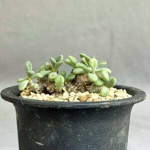 3 Tylecodon decipiens / チレコドン デシピエンス 発根済 [検索] メセン リトープス オフタルモフィルム ブルゲリ グラキリス パキプス