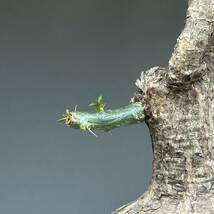 【 特大 】 Pachypodium bispinosum / パキポディウム ビスピノーサム [検] グラキリス オペルクリカリア パキプス トリステ ミラビレ _画像7