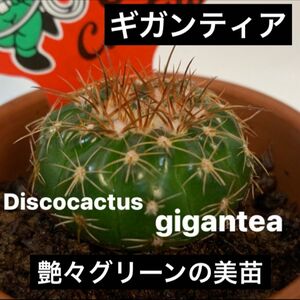 【3】艶々グリーンの美苗　ディスコカクタス　ギガンティア　サボテン　抜き苗