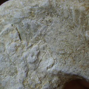 フランス産のアンモナイト化石です。 縫合線も 残５の画像3