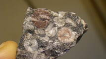 アメリカ産のフォッシル・ジャスパーです。　残５　４億年前の化石宝石_画像2