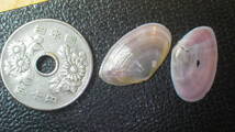 能登半島産の桜貝です（片貝）。　最終セット　さくら貝　幸運の貝とも　数量限定　２枚にして_画像3