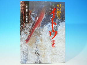 1刷　幻の野生　イトウ走る　高木知敬　北海道新聞社　愛読者カード付き　魚鬼　釣り　フィッシング