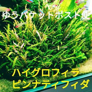 【ゆうパケットポスト便】水中葉 ハイグロフィラ ピンナティフィダ ８本