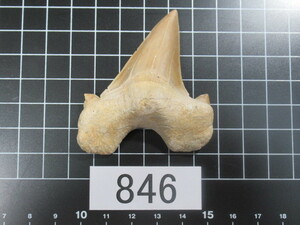 ◆サメの歯の化石◆Otodus（オトドゥス）◆6.8 cm◆No.846