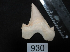 ◆サメの歯の化石◆Otodus（オトドゥス）◆7.3 cm◆No.930