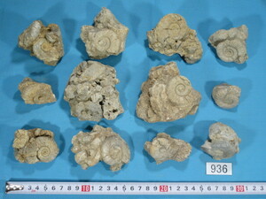 ◆アンモナイトの化石 12個セット◆母岩付き◆ペリスフィンクテス◆No.936