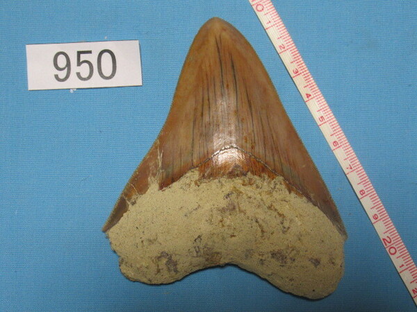 ◆化石 サメの歯◆メガロドン◆インドネシア◆10.7cm◆No.950◆送料無料