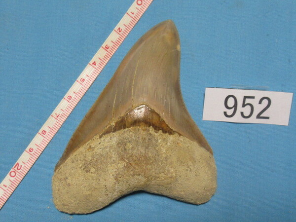 ◆化石 サメの歯◆メガロドン◆インドネシア◆10.4cm◆No.952◆送料無料