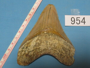 ◆化石 サメの歯◆メガロドン◆インドネシア◆10.1cm◆No.954◆送料無料
