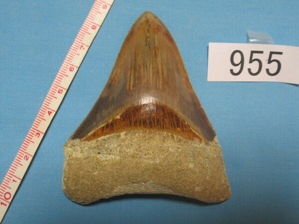 ◆化石 サメの歯◆メガロドン◆インドネシア◆8.5cm◆No.955◆送料無料