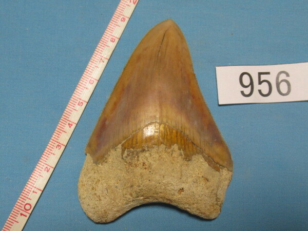 ◆化石 サメの歯◆メガロドン◆インドネシア◆9.0cm◆No.956◆送料無料