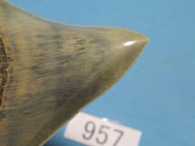 ◆化石 サメの歯◆メガロドン◆インドネシア◆9.6cm◆No.957◆送料無料_画像4