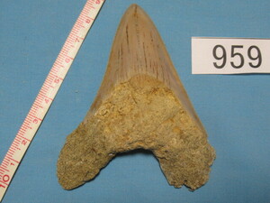 ◆化石 サメの歯◆メガロドン◆インドネシア◆8.8cm◆No.959◆送料無料