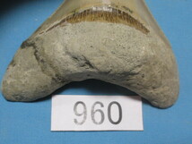 ◆化石 サメの歯◆メガロドン◆インドネシア◆8.5cm◆No.960◆送料無料_画像7