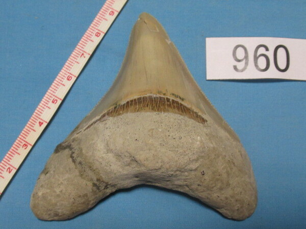 ◆化石 サメの歯◆メガロドン◆インドネシア◆8.5cm◆No.960◆送料無料