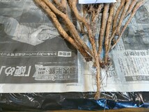 F‐0４☆自然薯・じねんじょ種芋（首）・2年バイオ（2BIO）15本/1.3kg・殺菌剤処理済！_画像3