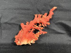 【売り切り】赤珊瑚 原木 珊瑚 サンゴ 枝 原木 観賞 加工 宝石 コーラル 置物 