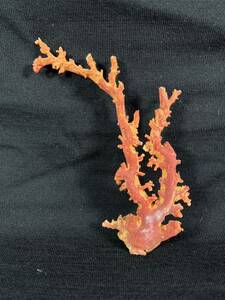 【売り切り】国産 赤珊瑚 原木 珊瑚 サンゴ 枝 コーラル 54g 天然本珊瑚 