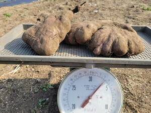 Purpleyama potato Horijo около 3,3 кг около 3,3 кг мурасаки Мамимо Тороро Органический выращивание домашний сад Кумамото доставка включена