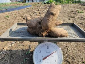 つくね芋　赤　堀上時　4.1㎏程度山芋　とろろ　ヤマト芋　大和芋　家庭菜園　無農薬　有機栽培　熊本　送料込み