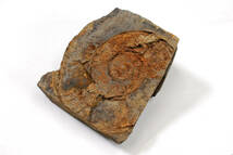 【化石】　シダ化石　など 色々まとめ品　総重量：1.8ｋｇ　●　原石　天然石　231224-64_画像3