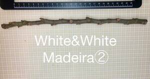 イチジク　White&White Madeira （W&W Madeira）　穂木②