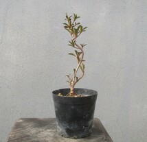 小品　さつき盆栽　　　◆新花　　金環日食◆　　　鉢　　　２.５号_画像8