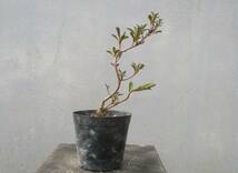 小品　さつき盆栽　　　◆新花　　金環日食◆　　　鉢　　　２.５号_画像1