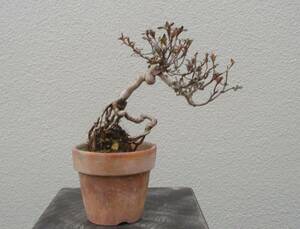 極小品　根上がり　さつき盆栽　　◆鶴翁◆　　鉢　　２.５号深