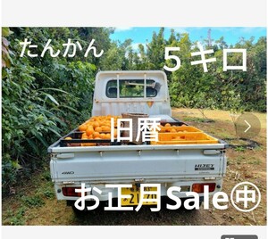 たんかん　旧暦　お正月Sale㊥〜　奄美　土盛農園　　貝殻サービス(*^^*)